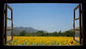 4K looping of view from window at a wonderful landscape nature view...