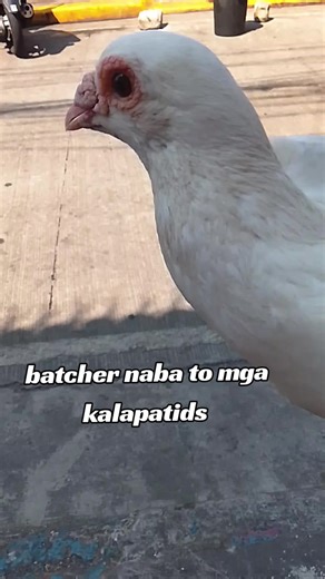 Pa Heart mga Kalapatid! Salamat sa Panonood
