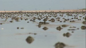 planet schule: Was macht der Wurm im Watt? · Frage trifft Antwort