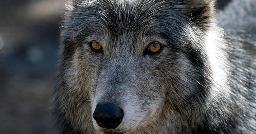 Snowmobiler who abused, killed wolf in Wyoming would face much larger fine, prison in Colorado