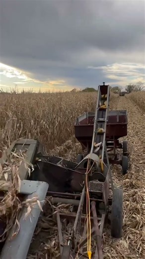 IT LIVES! First Load of Ear Corn Picked!!