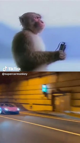 Lamborghini Aventador SVJ: V12 Engine Sound Experience