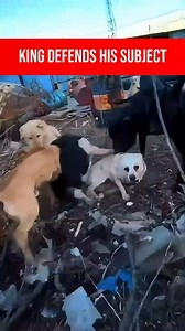 They call him Charlie—named after King Charles, not because he wears a crown, but because of how he rules the pack. When chaos breaks out, he doesn’t bark, he doesn’t growl—he acts. One calm step forward, a paw on the troublemaker, and peace is restored like clockwork. He’s a Shiasi dog, a rare Chinese hunting breed, known for loyalty, discipline, and centuries of working side by side with humans. But Charlie isn’t just hunting—he’s leading. The whole squad moves in sync with him. The loud ones 