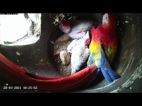 Live from the jungle of Costa Rica: Inside a macaw nest 🦜