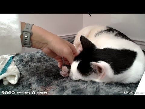 Rescue cat Eden gives birth for the last time - TinyKittens