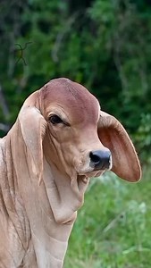 31K reactions · 1.4K shares | Brahman calves up close — bone, style, and presence in every headshot. Set to “Come and Get Your Love”  because these calves are the kind you just can’t look away from. The future herd sires and donors are already showing off their quality.  Butler Polled Brahmans — raising the next generation with purpose. #BrahmanCalves #PolledBrahman #ButlerPolledBrahmans #NextGenCattle #BreedForward #ComeAndGetYourLove | Butler Polled Brahmans | Facebook