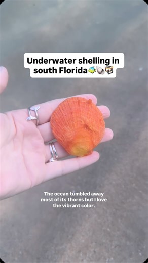 Jojo 🐚 Let’s Go Shelling on Instagram: "Another bright orange beauty!✨🐚 Ever since going on a tour with @everwater.charters in the Keys this summer, I’ve been wanting to snorkel more. It’s so fun to be in the water, but I haven’t done this a ton so, thought it would be good to practice in shallow water:)🐠 When’s the last time you snorkeled? Shark tooth bracelet & dolphin tail ring are both from @oceansoulohana 🩵 Code LGS20 for 20% off your 1st order! #shelling #snorkeling #underwater"
