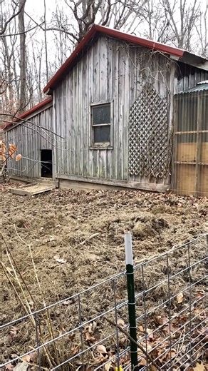 Here’s the very special and fancy way we deploy pumpkins to the piggles… . . . Support soil health, pollinators, and pastured livestock by choosing food grown the way nature intended. Follow Birdie & The Bees Farm to see how no-till, regenerative practices turn every harvest into a step toward healthier land and happier animals. Join the movement: eat local, grow regeneratively, and help rebuild the soil. Want to stay connected with the farm? Visit www.btbfarm.com to learn more about our farming