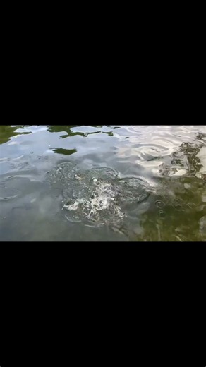 Black Hills Trout Feeding Frenzy | DC Booth Fishery #fishery #fishfeeding #conversation #trout