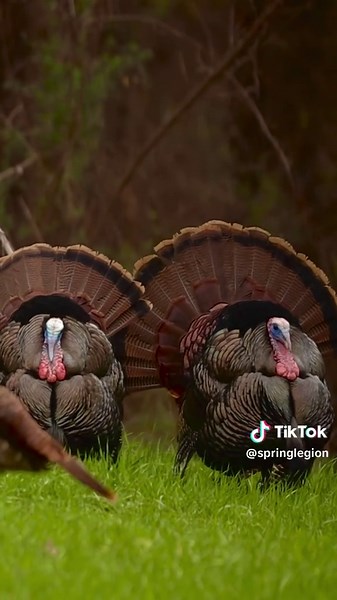 Choosing the Right Bird for Your Turkey Hunt