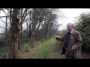 Planting laurel hedges