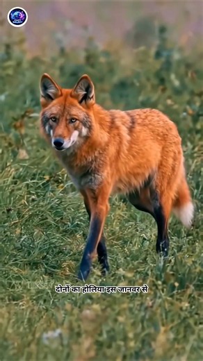 The Maned Wolf Isn't a Fox or a Wolf! 😲 #wildlife #shorts