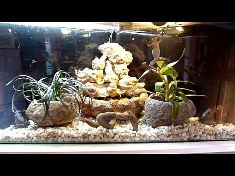 6 Frogs eat 100 Flies.mov