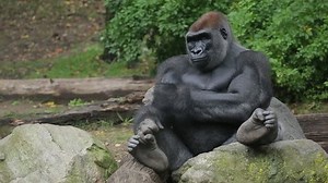 clip-31920733-gorilla-sniffing-food-looking-around