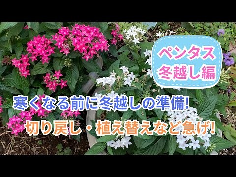 ペンタスの育て方パート3冬越し!切り戻し・掘り起こし・植え替えで冬越しの準備をしよう!