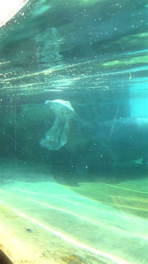 2.6K views · 17 reactions | At #DubaiSafariPark the wild is your classroom!  Visit us and learn about your favorite animals 朗 #WildRules في #دبي_سفاري_بارك التعلّم يُصبح مغامرة في قلب الحياة البرية! زورونا لتتعلموا عن حيواناتكم المفضلة عن قرب 朗 #قوانين_الحياة_البرية | Dubai Safari Park | Facebook