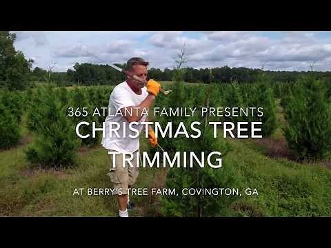 Christmas Tree Trimming Ninjas