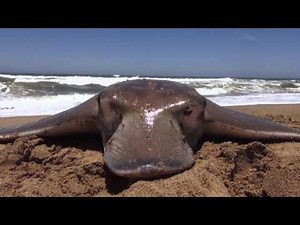 Targeting Duckbill Rays in KZN North Coast | ASFN Rock & Surf