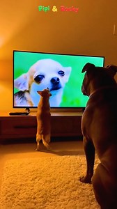Don’t Change the Channel When Pipi’s in Love 😳🐶 #PipiRocky #FunnyDogs #DogComedy #PetLife #ReelsFunny | Pipi & Rocky