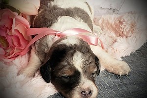 Destiny - Springerdoodle Puppy 5C69CC