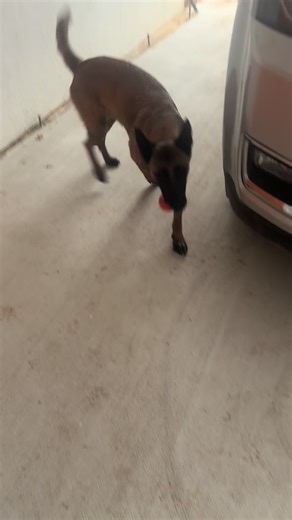 Rain Dog: The Ultimate Service Dog Experience