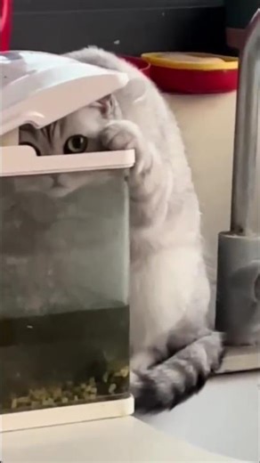 Funny Cats 🐱🤣 #shorts #cats #funnycats #funny