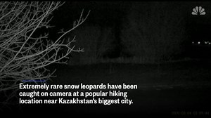 2.2K views · 36 reactions | WATCH: Rare snow leopards caught on camera at a hiking location near Kazakhstan's biggest city. Since the coronavirus outbreak, the area has been closed to everyone except zoologists and local residents. | NBC News World | Facebook