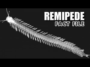 Remipede Facts: the Swimming Centipede 🐛 Animal Fact Files