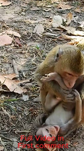 Poor Tiny Baby Monkey! Adult Monkey Plays Too Rough and Hurts the Little One! | Cute Babies Monkey
