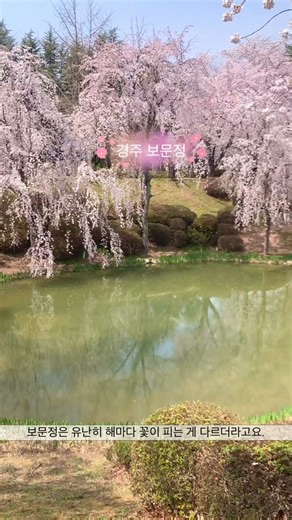 올해 역대급인 경주 보문정! #경주 #경주여행코스 #경주여행 #벚꽃명소 #경주벚꽃 #경주보문단지 #gyeongju #gyeongjutravel