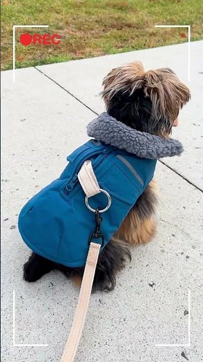 Cozy & Cute! Teacup Yorkie Winter Fashion