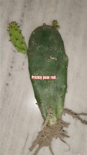prickly pear Red//pear//yellow pear//#prickly#pear #dragon #fruit #pithaya #bluedragon #dragonruby
