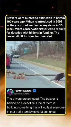 THE BEAVER DID IT FREE