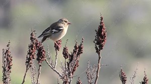 Chaffinch bird stands on a branch