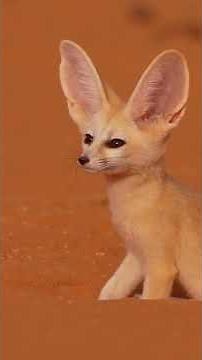 Le petit animal qui possède des radars naturels et