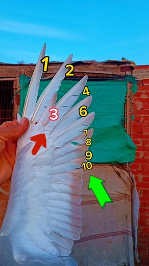 How to know the age of pigeons | Soliman Riad