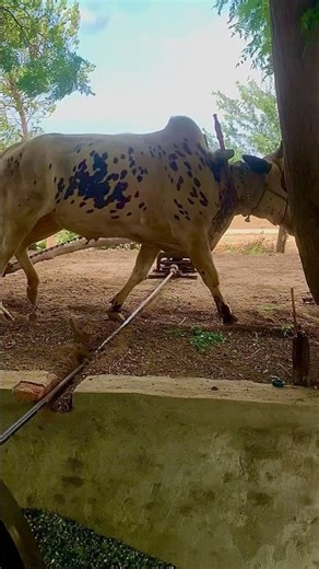 A bull is cutting fodder with a chaff cutter machine at full speed#viral #culture #food #sorts
