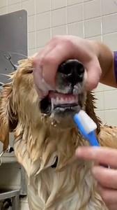Helpful bathtime tips from a professional dog groomer 🐶🛁 | Furry Tails