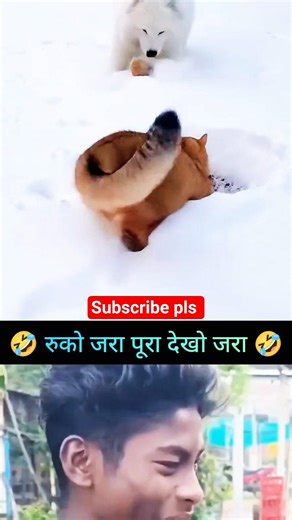 Cat vs Dog – Final winner kaun 🤪 #shorts