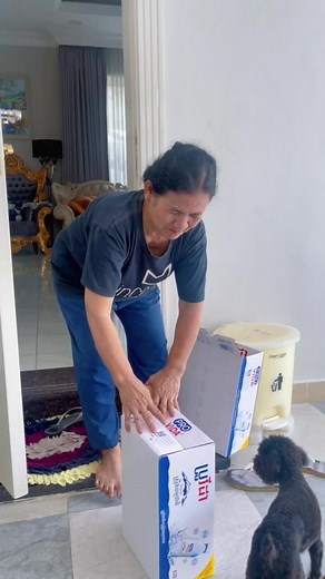 Engaging Dogs Discover Surprise in a Cardboard Box