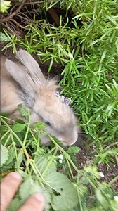 Pet rabbit digging a back garden burrow