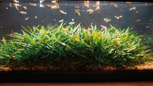 5.9K views · 117 reactions | Summer 2025 Fish Room August Update  Buy aquarium plants & supplies at ﻿https://www.aquariumcoop.com  Our Online Live Fish Recommendations: https://geni.us/FishRcommedation | Aquarium Co-Op | Facebook