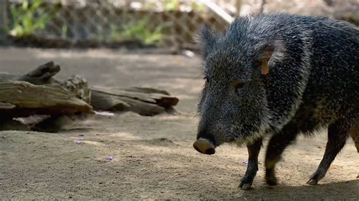 This looks like a pig, but it’s actually a peccary - specifically, the Chacoan peccary! The word “peccary” comes from the indigenous Tupi language, meaning “an animal which makes many paths through the woods.” 📸: Zach Rich | Los Angeles Zoo