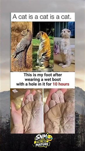 A cat is a cat Is a cat. This i is my foot after wearing a w