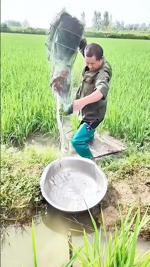Catching Crayfish in Rice Field: One Scoop, Full of Lively Catch!