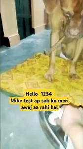 Hello 123 Mike testing|||# treading #viral dog # shortfeed #funny dog #doglover