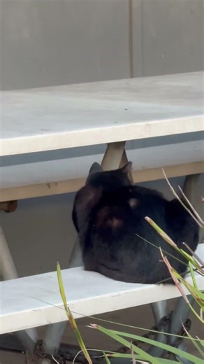 Is this a good or bad omen? #youtubeshorts #blackcat #chatnoir #gatonegro #rosegarden #losangeles