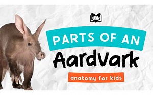 What Are The Parts of An Aardvark？ ｜ Animal Anatomy For Kids
