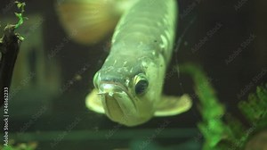 Big aravana fish swimming in aquarium water close up. Exotic fish aravana swimming underwater of home aquarium. Watching underwater world.