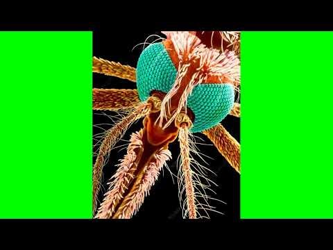 Medical Entomology: The Course Content and its Connection with Public Health